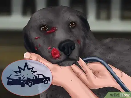Image titled Help a Dog Suffering from Trauma Step 2