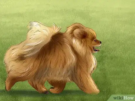 Image titled Give Your Small Dog Enough Exercise Step 2