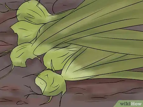 Image titled Keep Narcissus Bulbs After Flowering Step 17Bullet1