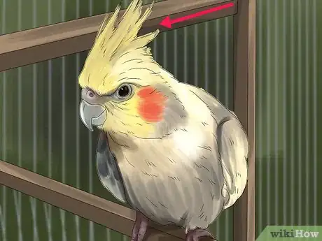Image titled Pick a Cockatiel Step 11