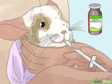 Image titled Manage Broken Bones in Chinchillas Step 10