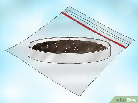 Image titled Grow Bacopa Plants Step 2