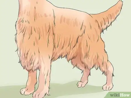 Image titled Identify an Irish Setter Step 3