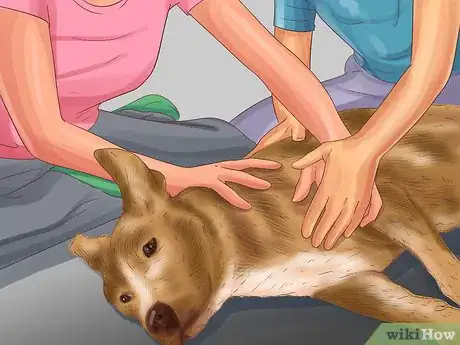 Image titled Get Canine Physical Therapy Step 2