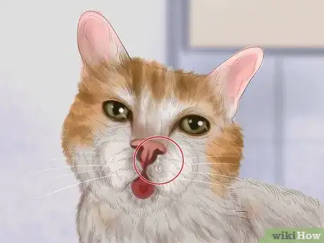 Image titled Pick a Healthy Adult Cat Step 8