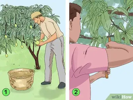 Image titled Prune a Mango Tree Step 5