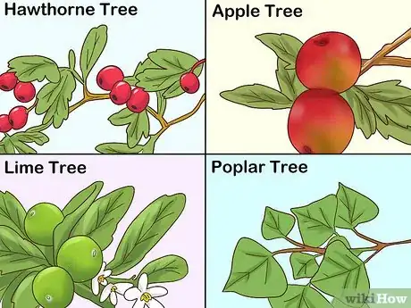 Image titled Grow Mistletoe Step 2