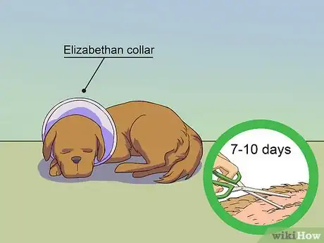 Image titled Calm a Male Dog when a Female Is in Heat Step 11