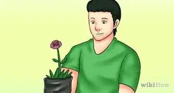 Cut from a Pansy Plant