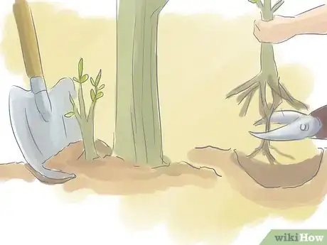 Image titled Prune a Trumpet Vine Step 12