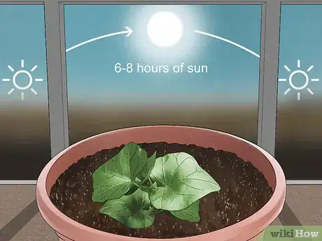 Image titled Grow English Ivy Indoors Step 2