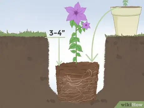 Image titled Plant Clematis Step 6