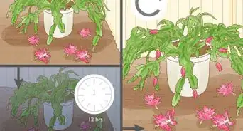 Get a Christmas Cactus to Bloom