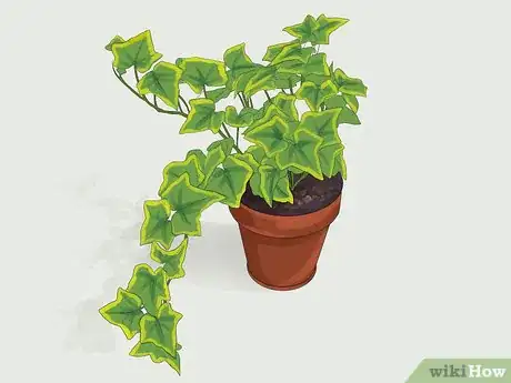 Image titled Grow Ivy Step 4
