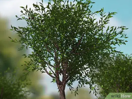 Image titled Watch Insects Step 12