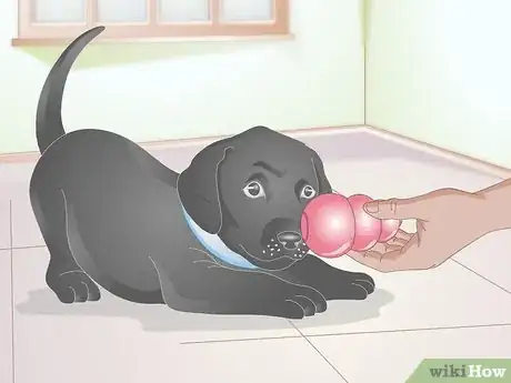 Image titled Get a Puppy Used to a Leash Step 3