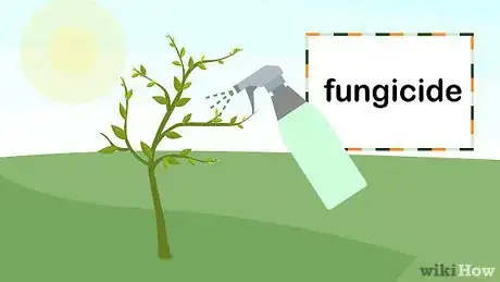 Image titled Grow Lemon Myrtle Step 14