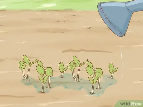 Image titled Plant a Mesquite Tree Step 7