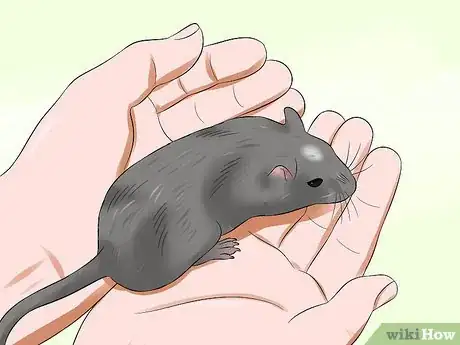 Image titled Treat Dental Problems in Gerbils Step 2