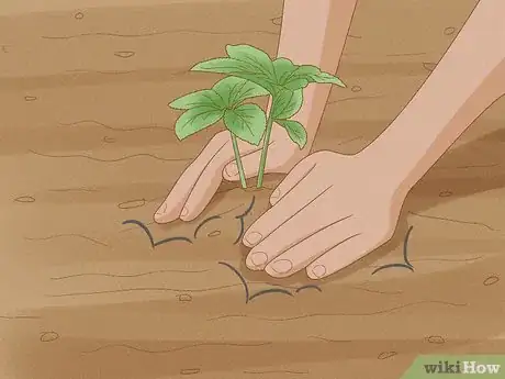 Image titled Grow Hellebore Step 4