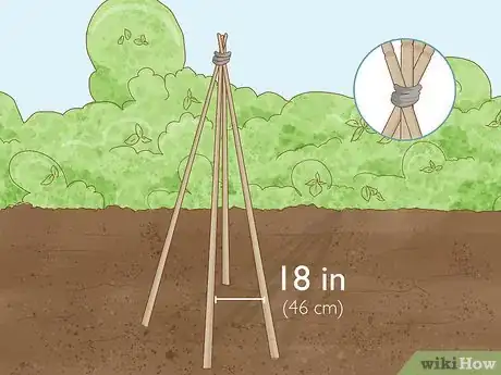 Image titled Grow Runner Beans Step 11