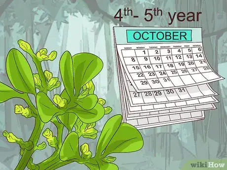 Image titled Grow Mistletoe Step 6