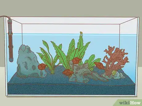 Image titled Help Pet Shop Bettas Step 10