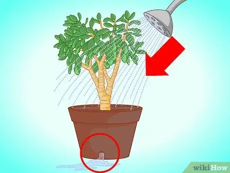 Image titled Transplant a Jade Plant Step 11