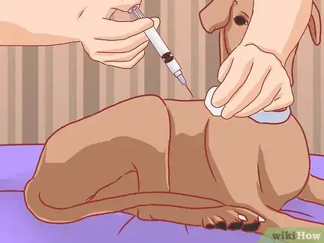 Image titled Care for Great Danes Step 15