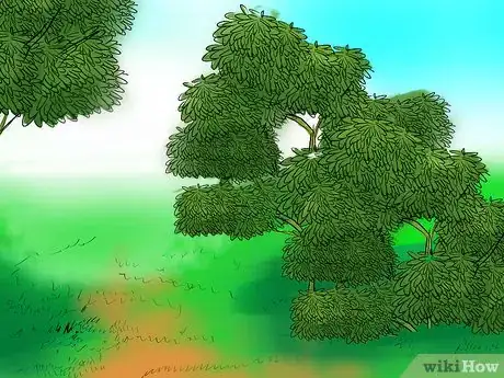 Image titled Grow Cannas Step 2