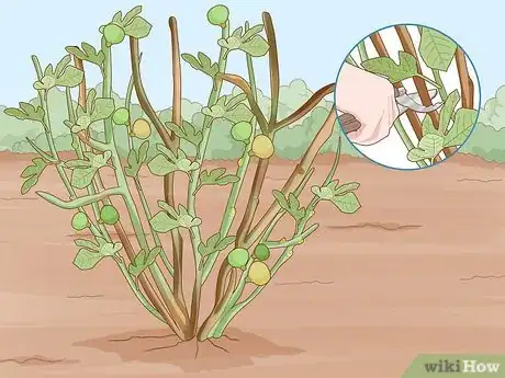 Image titled Prune Blackcurrants Step 2