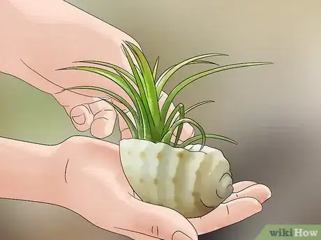 Image titled Decorate with Air Plants Step 1