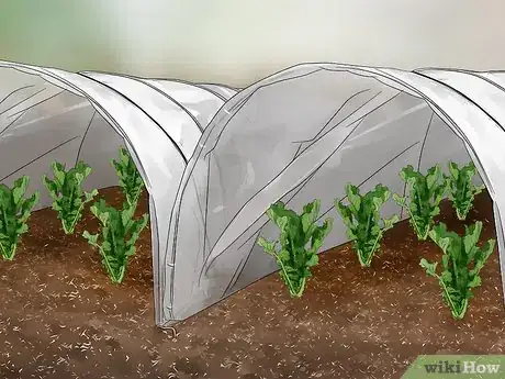 Image titled Grow Daikon Step 8