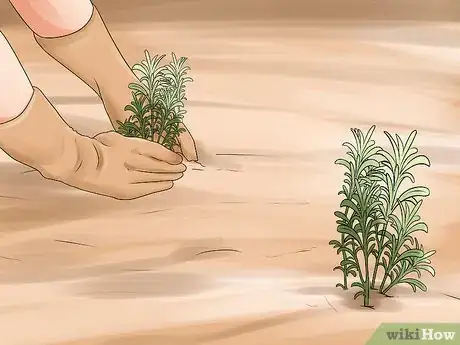 Image titled Divide a Lavender Plant Step 20