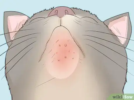 Image titled Treat Feline Acne Step 1