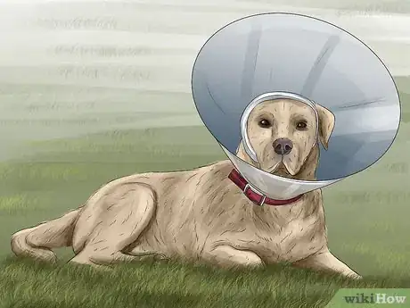 Image titled Treat Aural Hematomas in Dogs Step 10