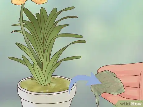 Image titled Grow Vanda Orchids Step 9