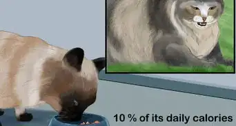 Diagnose and Treat Feline Bronchitis