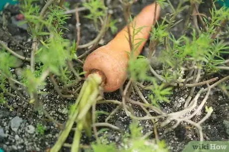 Image titled Select and Store Carrots Step 8