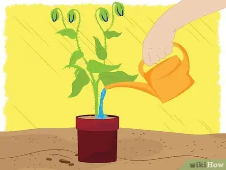 Image titled Grow Borage Step 5