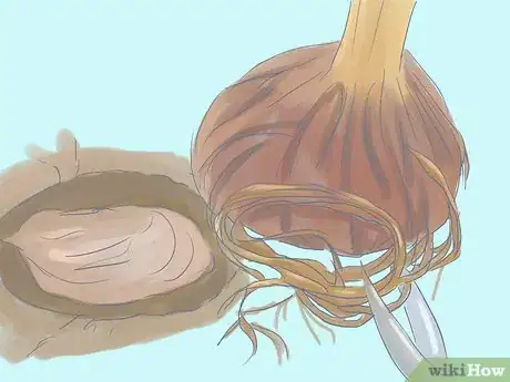 Image titled Plant Bradford Pear Trees Step 12