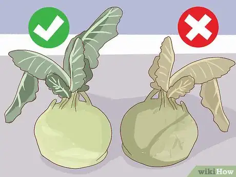 Image titled Select and Store Kohlrabi Step 4