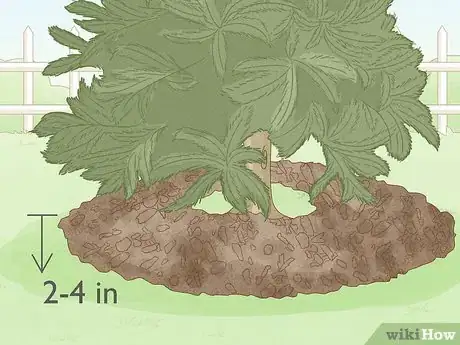 Image titled Cover a Tree Base Step 7