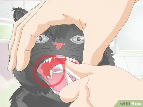 Image titled Stop Teeth Grinding in Cats Step 3