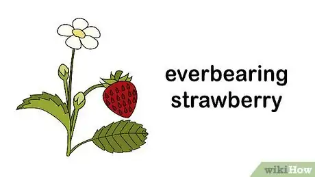 Image titled Buy a Strawberry Plant Step 2