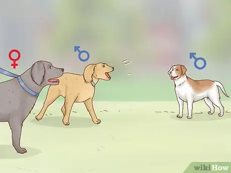 Image titled Know When to Breed Your Dog Step 13