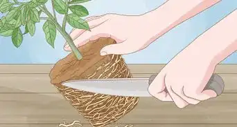 Grow Lemon Trees Indoors