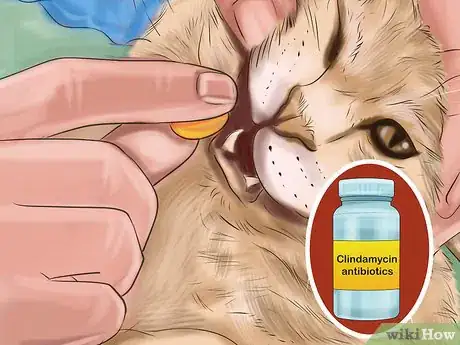 Image titled Diagnose and Treat Feline Toxoplasmosis Step 8