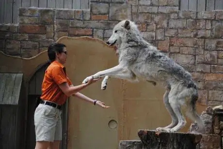 Image titled Grey_Wolf_Interacting_with_Trainer