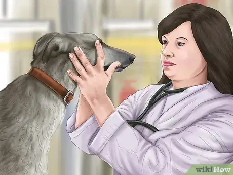 Image titled Care for a Greyhound Step 19
